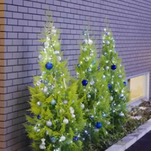 お庭の木をクリスマスに演出　京都　奈良　外構工事のサムネイル
