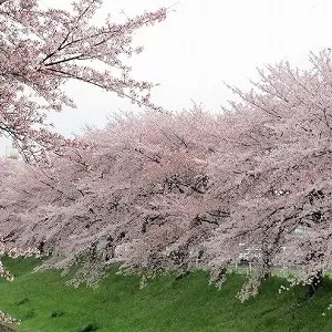 桜も見頃　京都　奈良　外構工事　エクステリア＆ガーデン　ルーチェのサムネイル