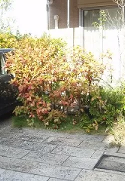 奈良市　H邸　リフォーム外構工事　目隠しフェンス　テラス　スピーネR　植栽のサムネイル