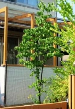 京都府相楽郡　M邸　庭工事　ココマサイドスルーオープンテラス　腰壁タイプ　オリジナルガーデンシンクのサムネイル