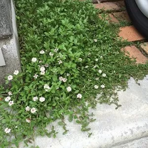 雑草予防にグランドカバー　京都　奈良　外構工事　エクステリア＆ガーデン　ルーチェのサムネイル