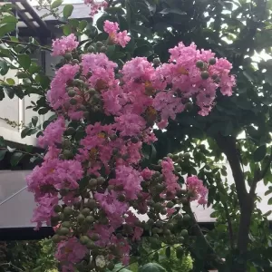 奈良　京都で庭工事！エクステリア＆ガーデン　ルーチェのサムネイル