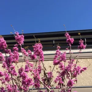 奈良　京都で花壇工事　季節の木々も開花中！のサムネイル