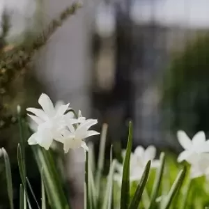 夏の終わりにおすすめするお庭のメンテナンスのサムネイル